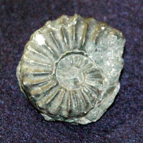 Ammonite