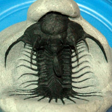 Trilobite